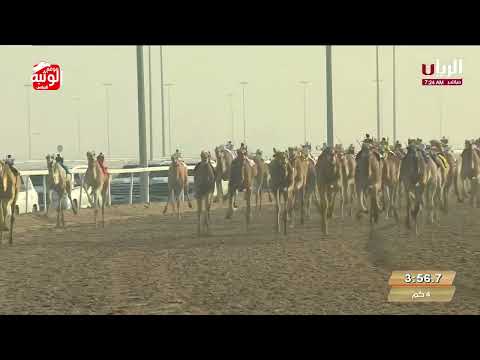 الشوط 12 السايحه لـ سعيد عبدالله الطير العامري 5 55 85 ختامي الشحانية 2024 2 24 حقايق الشحانية