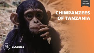 Chimpanzees of Tanzania | Mutual of Omaha's Wild Kingdom