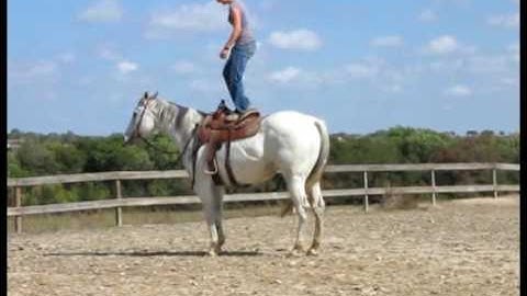 Valley View Ranch - Otoes Mito Leo -  *For up-to-date info, price, etc., go to our website*