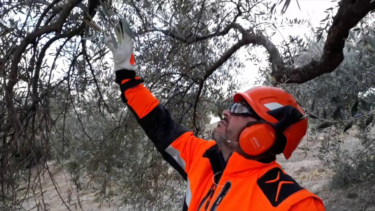 PODA OLIVO JAEN ALCAUDETE VIDEO 14 BIS