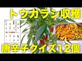 【クイズ】唐辛子クイズ12問と袋栽培のトウガラシの収穫作業