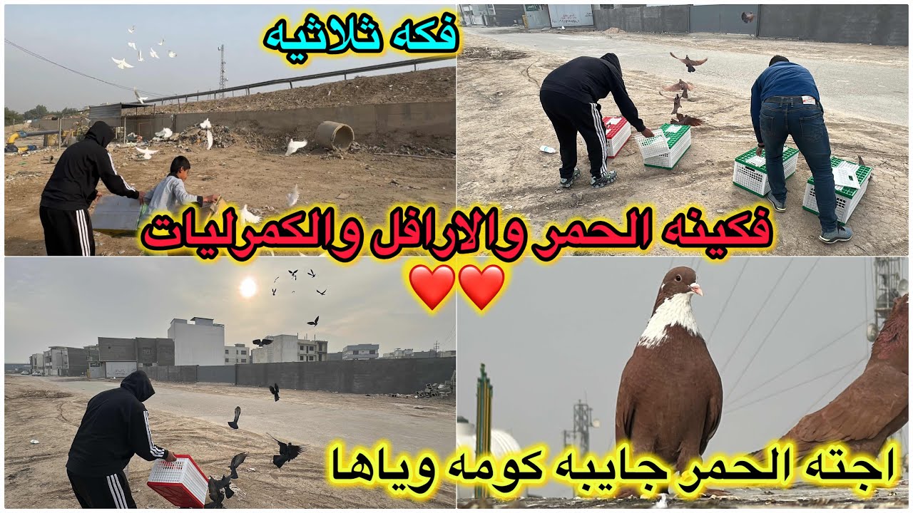 صندوق قبطً طيور😳120 طير فكيت 😎خالدتورط وفك الارافل من بعيد😭😭