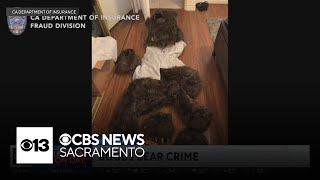 4 Californians accused of staging bear attacks to receive insurance payouts