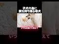 子犬の為に餌を持ち帰る母犬に泣ける..!#動物保護 #dog #保護犬