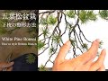 五葉松盆栽 下枝の整形方法&針金 [盆栽の基本]