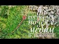 Настойка из сосновых почек с медом и лимоном.Исключительно полезно и вкусно!!!