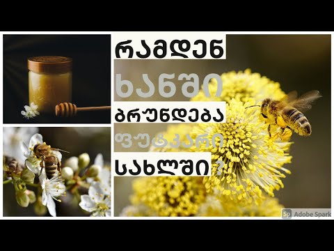 ის რაც ფუტკარზე უნდა იცოდე (ნაწილი 2)