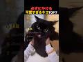 必ずにやけてしまう。可愛すぎるネコたちTOP7!!