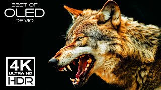 The ULTIMATE 4K 120FPS COLOR GRADING Showcase