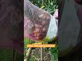 Cek Buah Siap Petik #fruit #kelengkeng #petani #video #reels #buah #usa #europe #pertanian #kebun