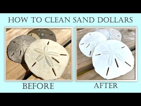 How to clean sand dollars. Bleaching and sealing your sand dollar treasures.