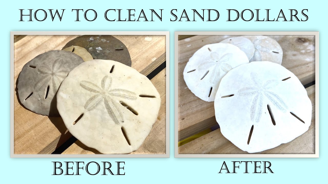 how to display sand dollars