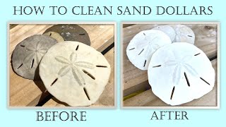 How to clean sand dollars. Bleaching and sealing your sand dollar treasures.