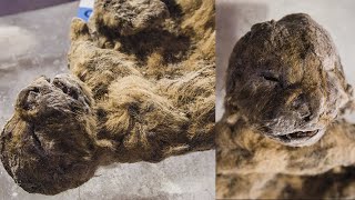 Two Frozen Lion Cubs That Went Extinct 12,000 Years Ago Found Perfectly Preserved In Ice