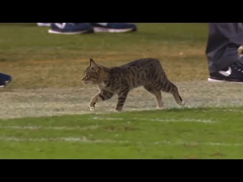 Animal Interference In Football