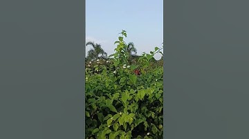 Dr.YSR Horticulture university venkataramannagudem..