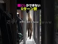猫にしかできない / Uターン技があるらしい。