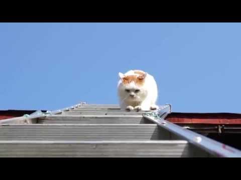 はしごを降りる猫　Cats and ladders