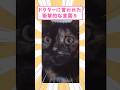 ドクターに言われた衝撃的な言葉8 #猫 #猫のいる暮らし #猫動画 #ねこ #可愛い #ペット #かわいい #2ch