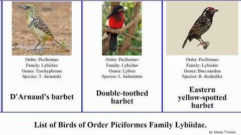 Birds of Order Piciformes Family Lybiidae barbet tinkerbird