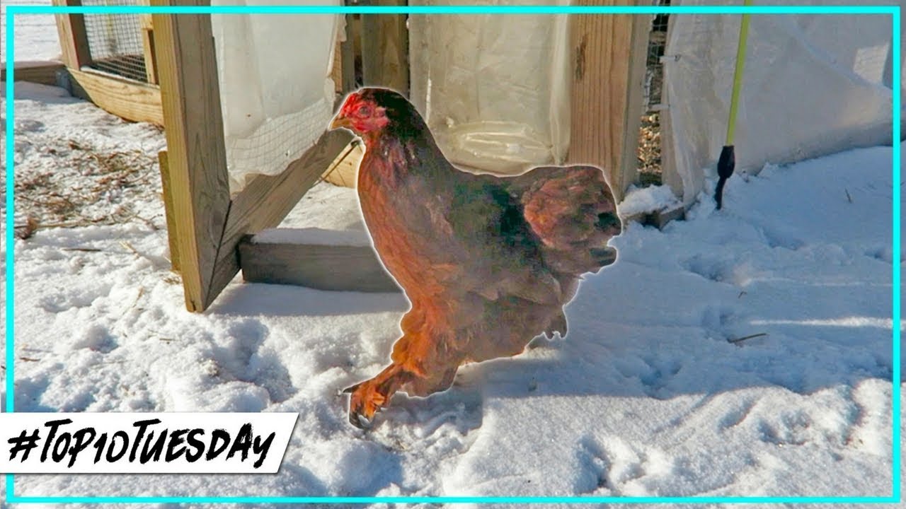 missouri chicken hatchery Our Flock In The Snow | Nominate The Most Exotic Chicken Breeds