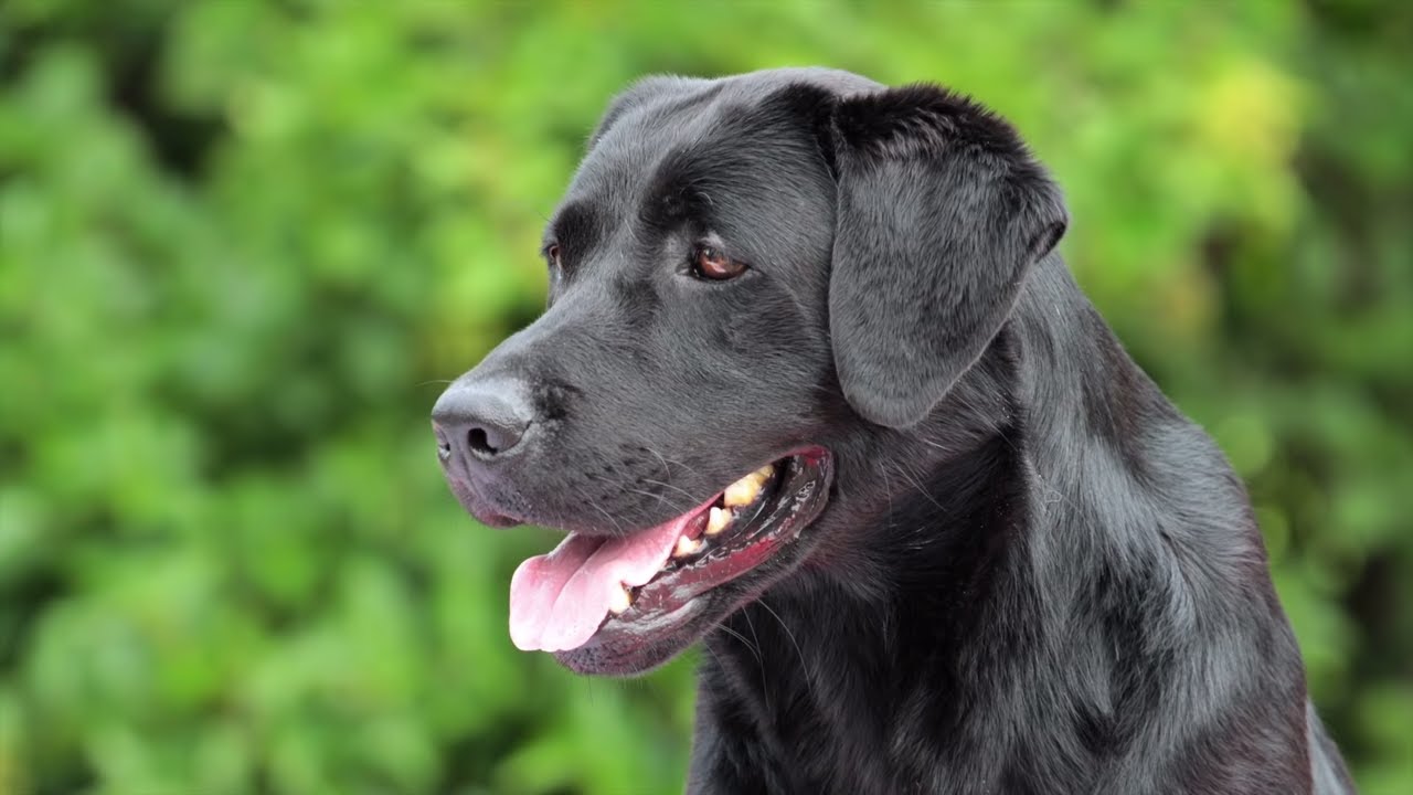 dog training lexington ky dog training lexington ky