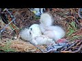 Nestling Fed While On Its Back After Siblings Wrestle In The #CornellHawks Nest – April 27, 2020