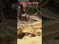Membuat kayu balokan pohon gempol