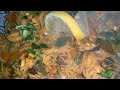 أرز بفواكه البحر طبق صحي و سريع لوجبة غداء أو عشاء أرز بفواكه البحر طبق صحي و سريع لوجبة غداء أو عشاء
