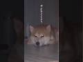 柴犬に関する怖そうな話