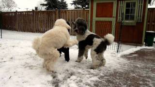 Standard Poodles Playing