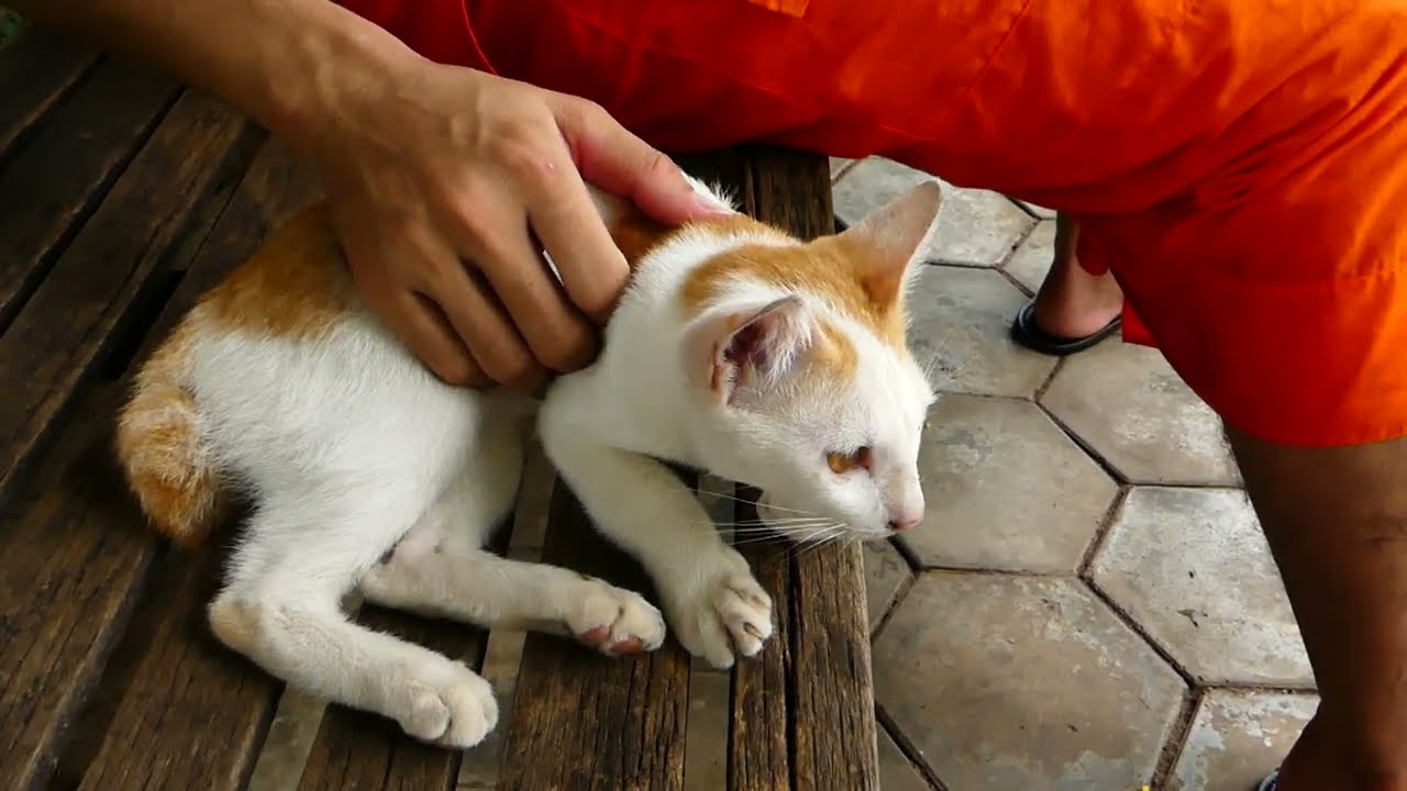 Smart kitten Popo friendly with the monk because hungry