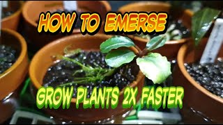 Emboli: The Emersed Aquarium - A GUIDE