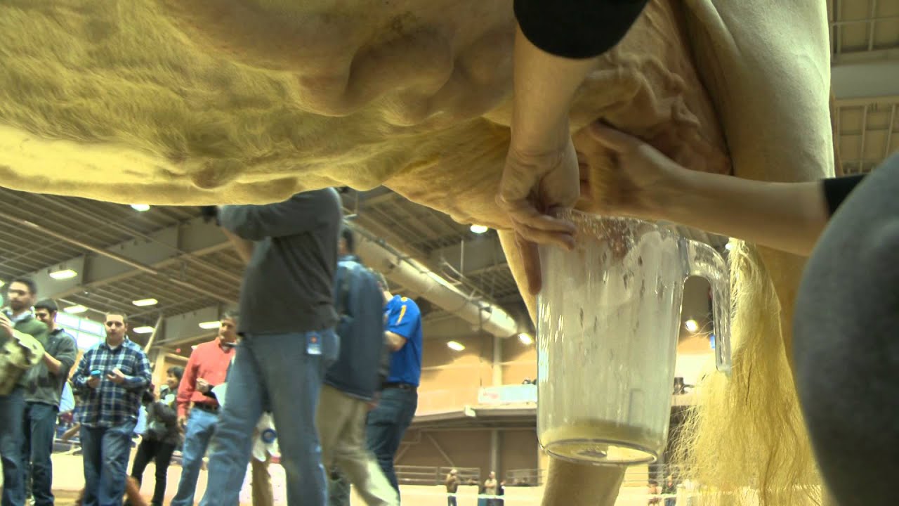 DeLissio Competes in Cow Milking Contest