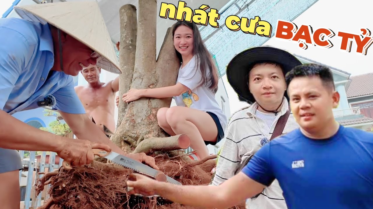 Nhát cưa BẠC TỶ cắt và trồng cây mai vàng siêu khủng H160 vườn mai Út Đực nổi tiếng làng mai Thủ Đức