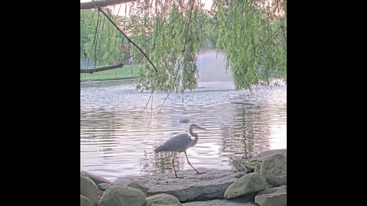 Huge Heron slowly approaches the Bird Feeder (Live Cam)