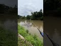 spot ikan bawal,RTC