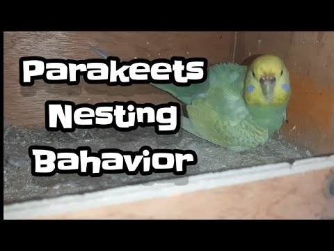 Video: Paano Pangalagaan ang isang Budgie (may Mga Larawan)