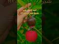 الترقيد الهوائي للتفاح كيف احصل على شجر جديدة خلال شهر Shorts زراعة Garden Farming