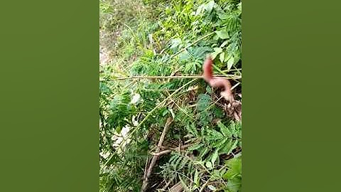 Câu cá suối ở Đăk Lăk