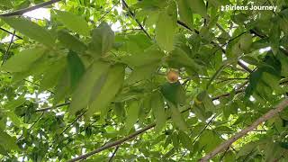Petik Buah Kersen Liar Di Pinggir Jalan
