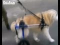 Chariot walkin wheels  pour animaux handicaps de chez polytrans