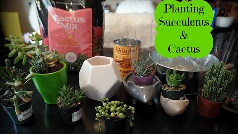 Planting Succulents & Cactus - Indoor Gardening - DayDayNews
