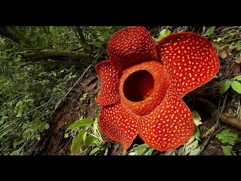 וִידֵאוֹ: מה שמו של הפרח הגדול בעולם