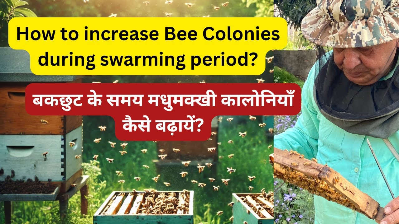 How to Increase Bee Colonies During the Swarming Period | Beekeeping Tips | part5/5 #beekeepingindia