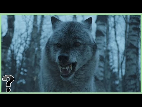 What If Dire Wolves Didn't Go Extinct?