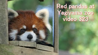 Yagiyama Lesser Report 323 Red panda at Yagiyama Zoo video_323