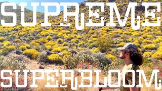 Supreme Superbloom! Anza Borrego Desert Spring Wildflowers!