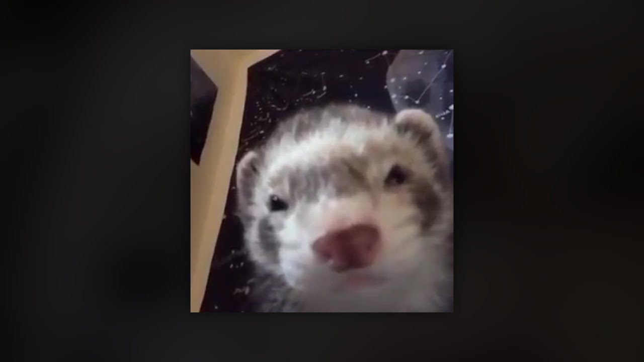 WangleLine - I'm tiny and gay [Full Album]