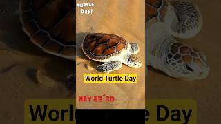 WORLD TURTLE DAY (AUDIO)@WORLD WILD LIFE CELEBRATING ANIMAL AWARENESS DAYS! #VIRAL #IUCN #TURTLEDAY